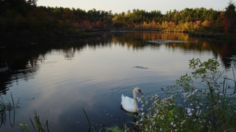 Swan