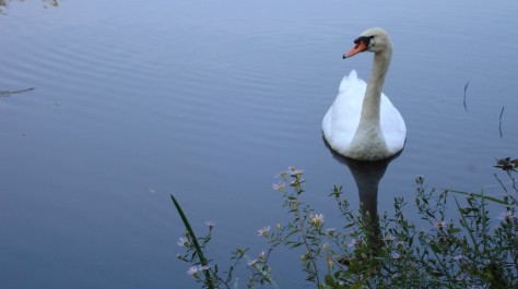 Spring Swan